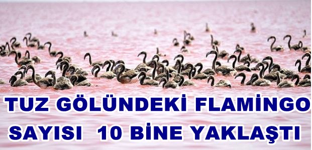 Tuz Gölü'ndeki flamingolarIN  sayısı açıklandı