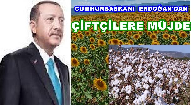 Cumhurbaşkanı Erdoğan'dan Çiftçilere  pamuk ve ay çiçek müjdesi