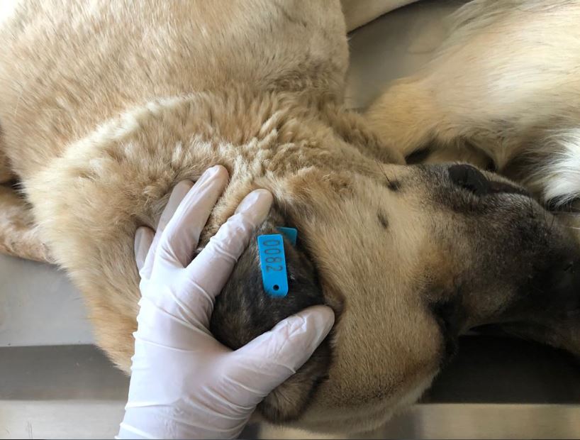 Akşehir’de 872 Sahipsiz Sokak Köpeği Daha Kısırlaştırılıp Küpelenip Aşıları Tamamlandı