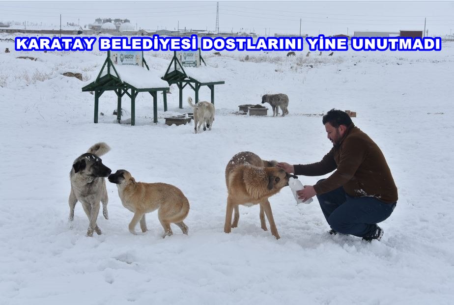Karatay Belediyesi, Yoğun Karda Sokak Hayvanlarını Besliyor