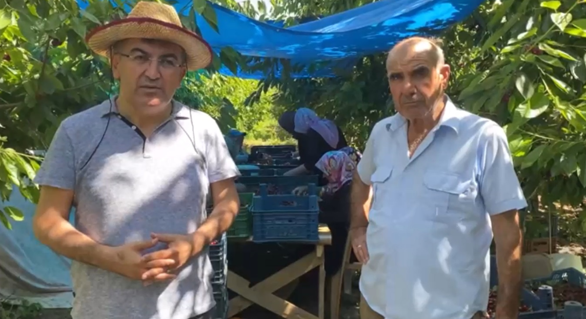 Hasan Ekici, Kendisine Ait Kiraz Bahçesinde İktidara Seslendi: Üretici Zarar Ediyor