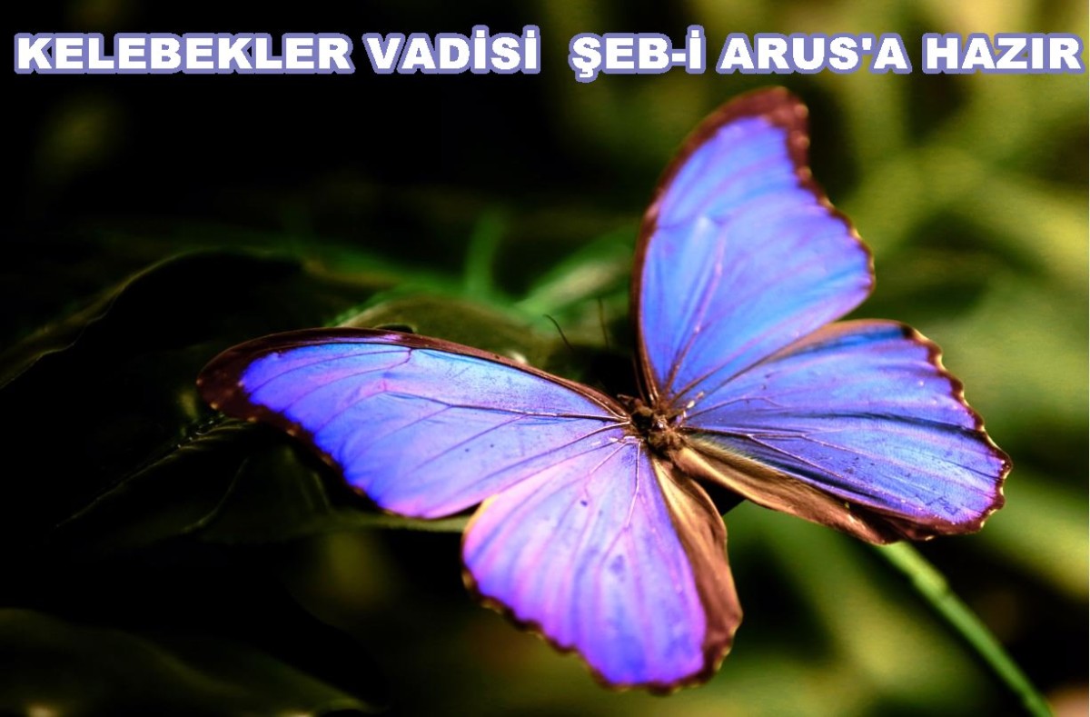 Konya Tropikal Kelebek Bahçesi, 30 bin kelebek ile Şebiarus için süslendi