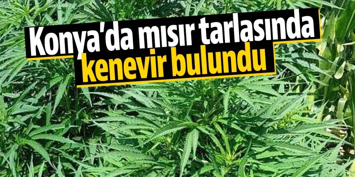 Konya'da Mısır  Tarlasında Kenevir Ele Geçirildi