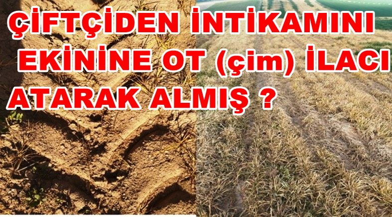 Yunak’ta  Arpa Tarlasına Atılan İlaç Ürünü Yok Etti