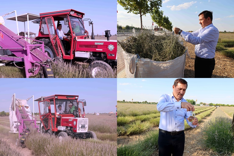 Başkan Kılca: Lavantanın Hikayesi Hasattan Sonra Başlıyor